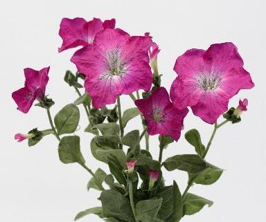Петуния малиновая Петуния малиновая
