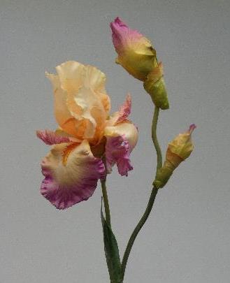 Ирис кремовый Ирис кремовый