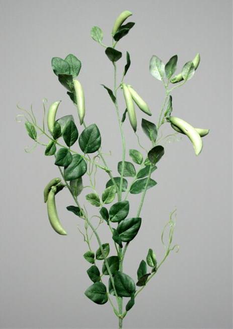 Ветка гороха со стручками Ветка гороха со стручками