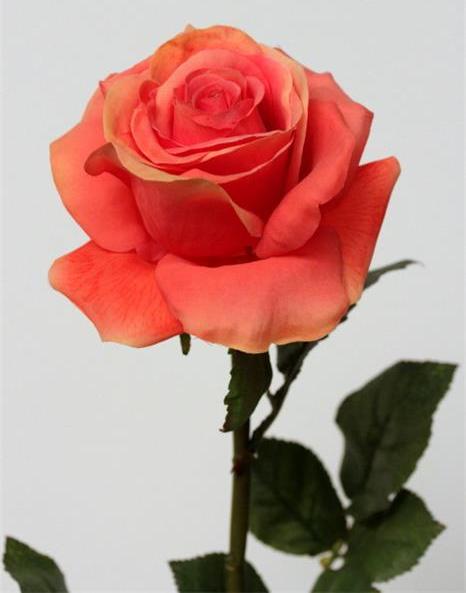 Роза оранжевая Роза оранжевая
