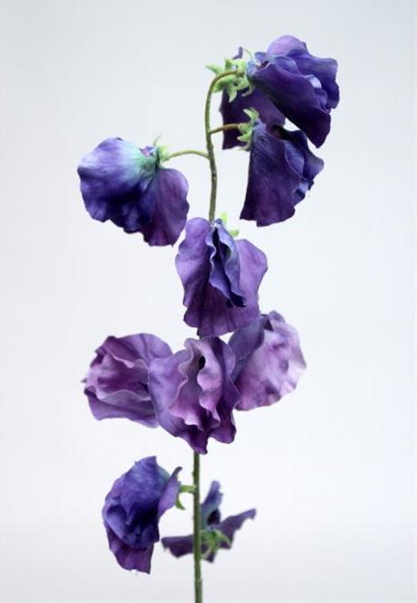 Горошек душистый пурпурный Горошек душистый пурпурный