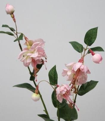 Фуксия кремовая Фуксия кремовая