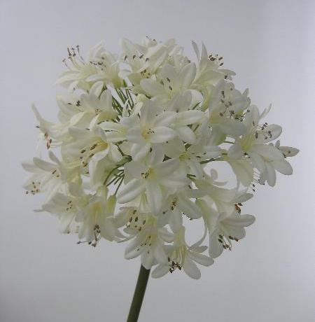 Агапантус белый Агапантус белый