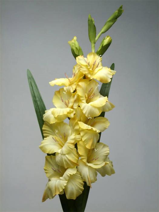 Гладиолус желтый Гладиолус желтый