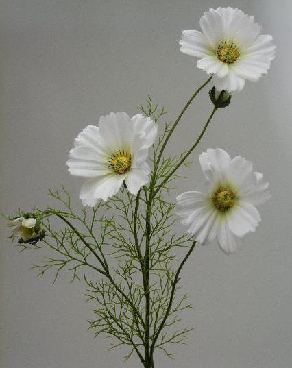 Космея кремово-желтая Космея кремово-желтая