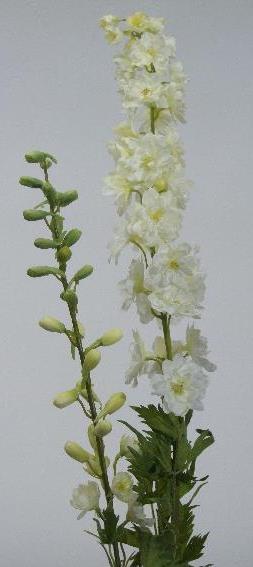 Дельфиниум белый Дельфиниум белый