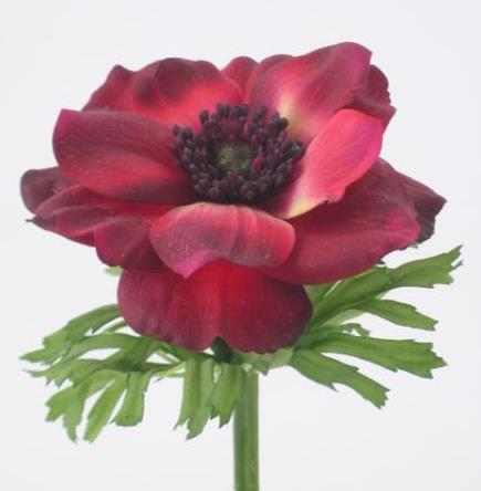 Анемон бордовый Анемон бордовый