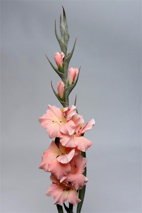 Гладиолус розовый Гладиолус розовый