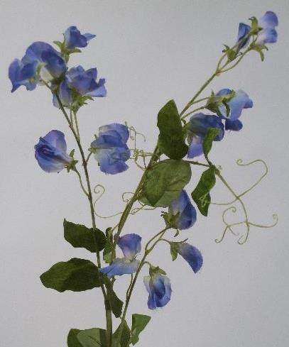 Душистый горошек лавандовый Душистый горошек лавандовый