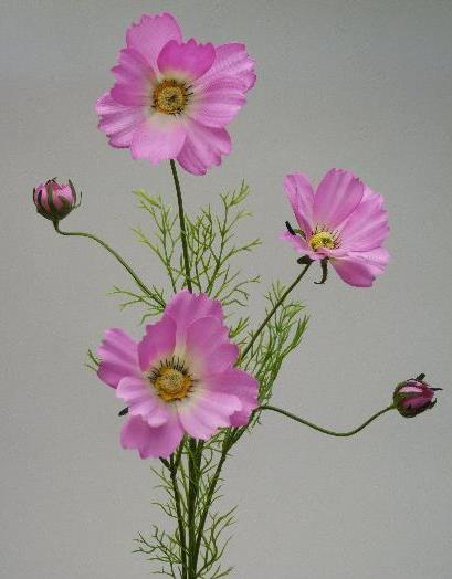 Космея розовая Космея розовая