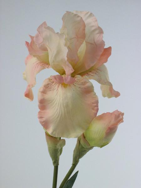 Ирис светло-розовый Ирис светло-розовый