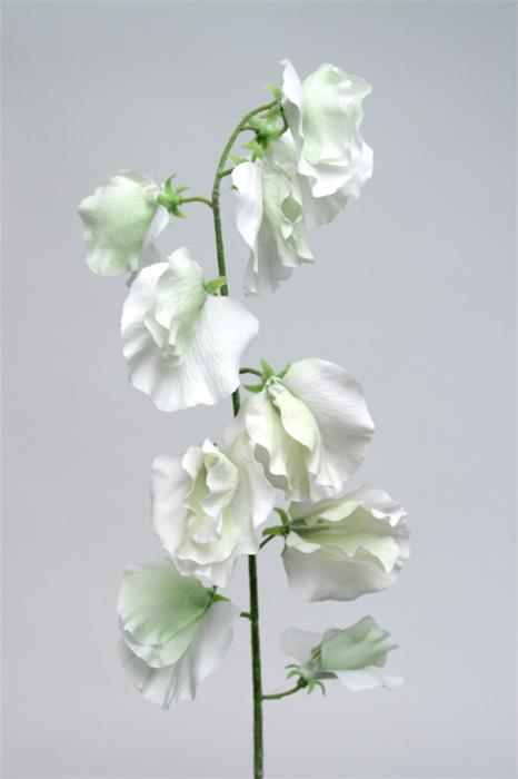 Горошек душистый белый Горошек душистый белый