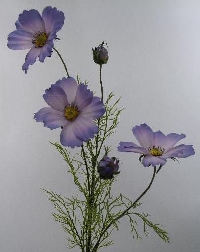 Космея лавандовая Космея лавандовая