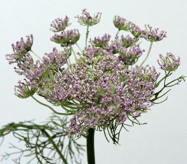 Королева Анна фиолетовая Королева Анна фиолетовая