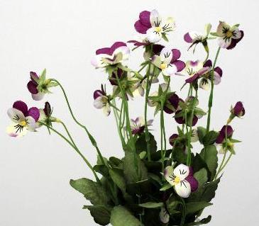 Анютины глазки сиреневые с белым Анютины глазки сиреневые с белым