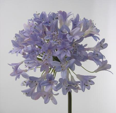 Агапантус голубой Агапантус голубой