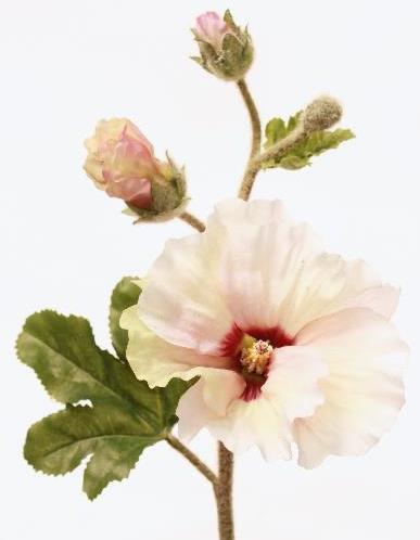 Холлихок кремовый Холлихок кремовый