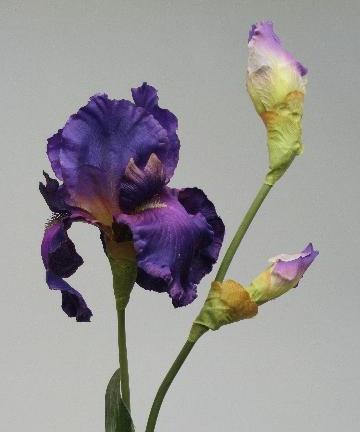 Ирис фиолетовый Ирис фиолетовый