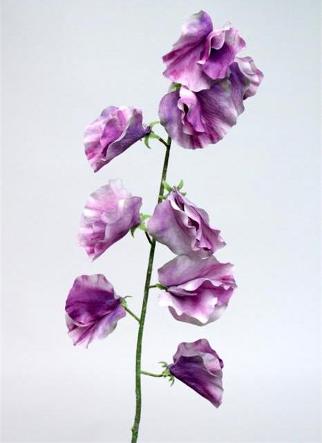 Горошек душистый лавандовый Горошек душистый лавандовый