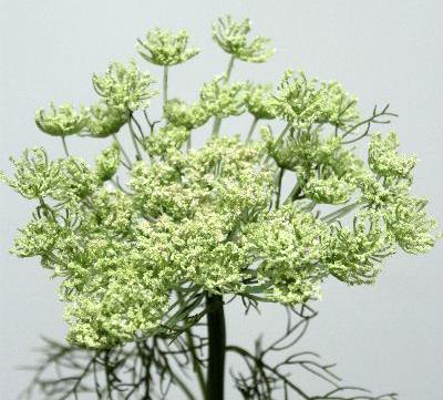 Королева Анна зеленая Королева Анна зеленая