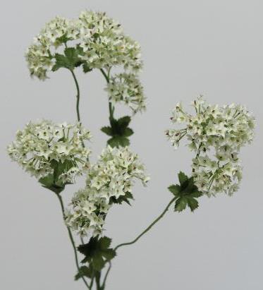 Манжетка Манжетка