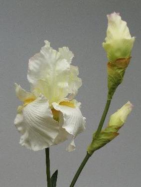 Ирис белый Ирис белый