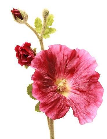 Холлихок фиолетовый Холлихок фиолетовый