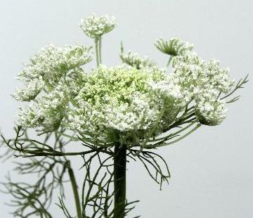 Королева Анна кремовая Королева Анна кремовая