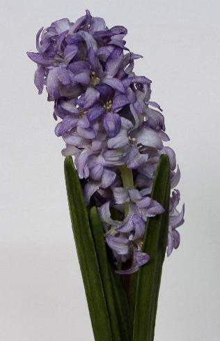 Гиацинт лавандовый Гиацинт лавандовый