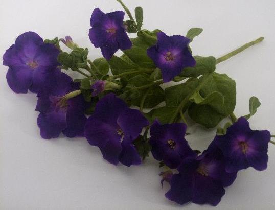 Петуния фиолетовая Петуния фиолетовая