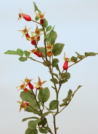 Шиповник Шиповник