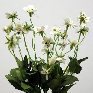 Анютины глазки кремовые Анютины глазки кремовые