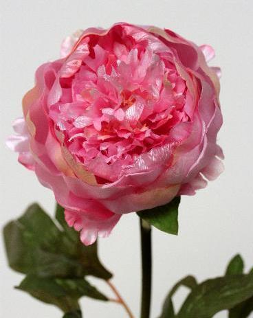 Пион розовый Пион розовый