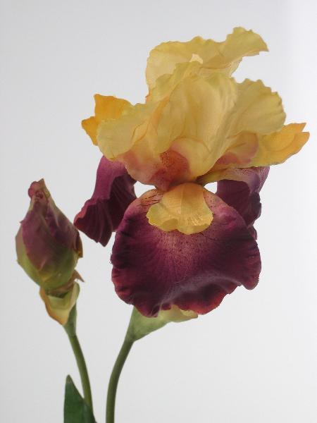 Ирис фиолетово-желтый Ирис фиолетово-желтый