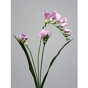 Фрезия фиолетовая