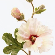 Холлихок кремовый