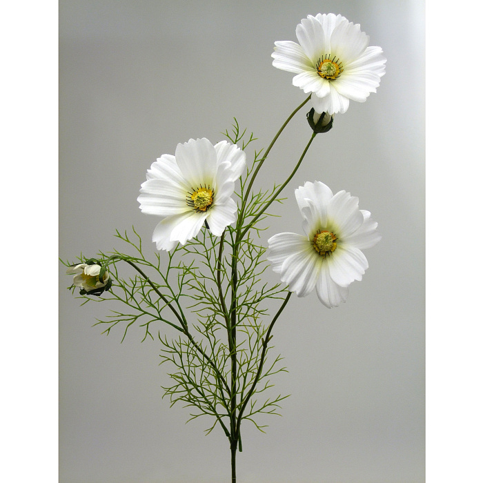 Космея белая Космея белая