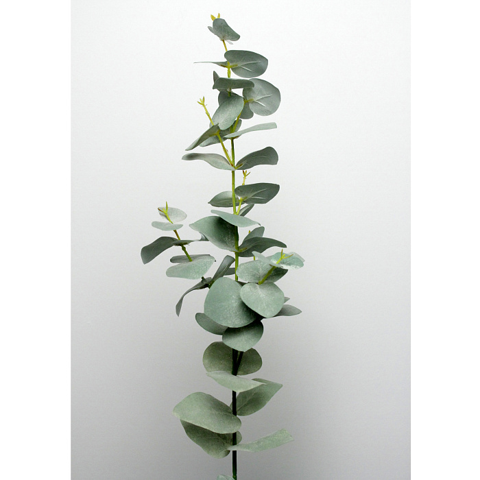 Эвкалипт Эвкалипт