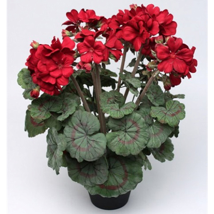 Герань красная в горшке Герань красная в горшке