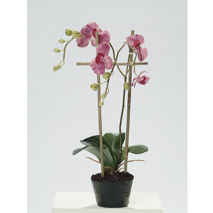 Фаленопсис розовый Фаленопсис розовый