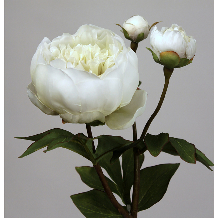 Пион белый махровый Пион белый махровый