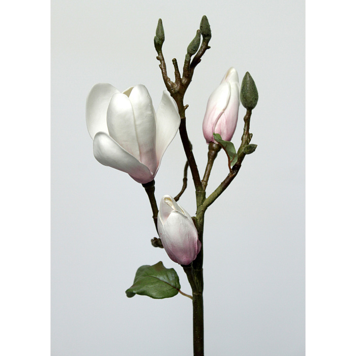 Магнолия бело-розовая Магнолия бело-розовая