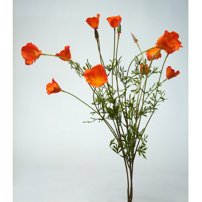 Мак кустовой оранжевый Мак кустовой оранжевый
