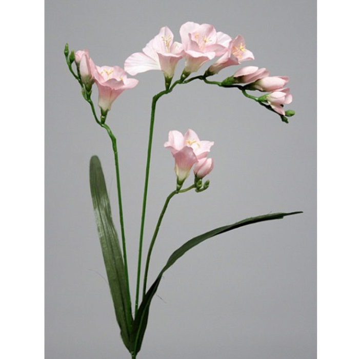 Фрезия розовая Фрезия розовая