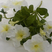 Петуния белая