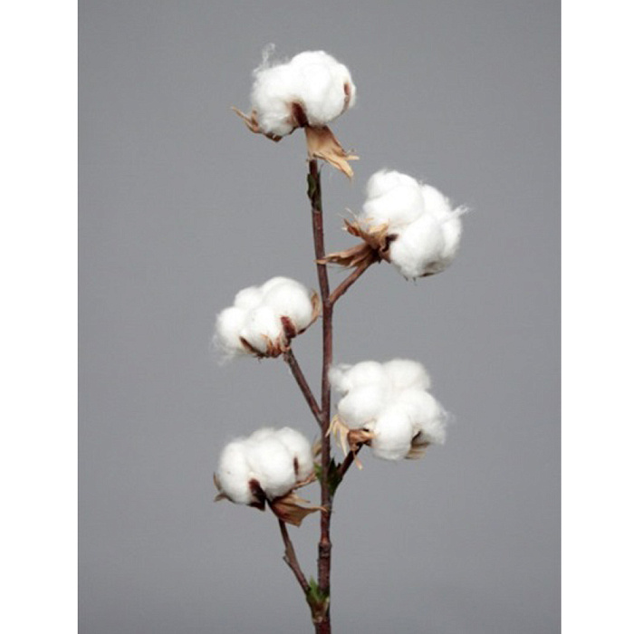 Ветка хлопка Ветка хлопка