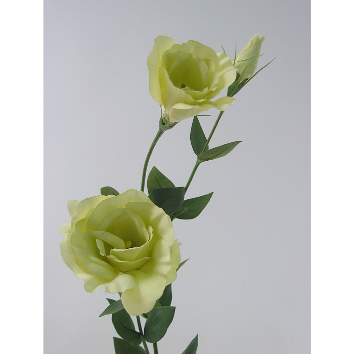 Лизиантус зеленый Лизиантус зеленый