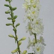 Дельфиниум белый