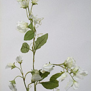 Душистый горошек белый