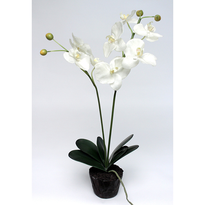 Фаленопсис белый Фаленопсис белый